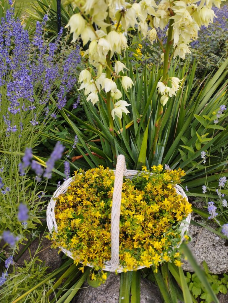 C:\Users\Nauczyciel\Desktop\Akademia życia Zen\IMG_20230721_154039.jpg