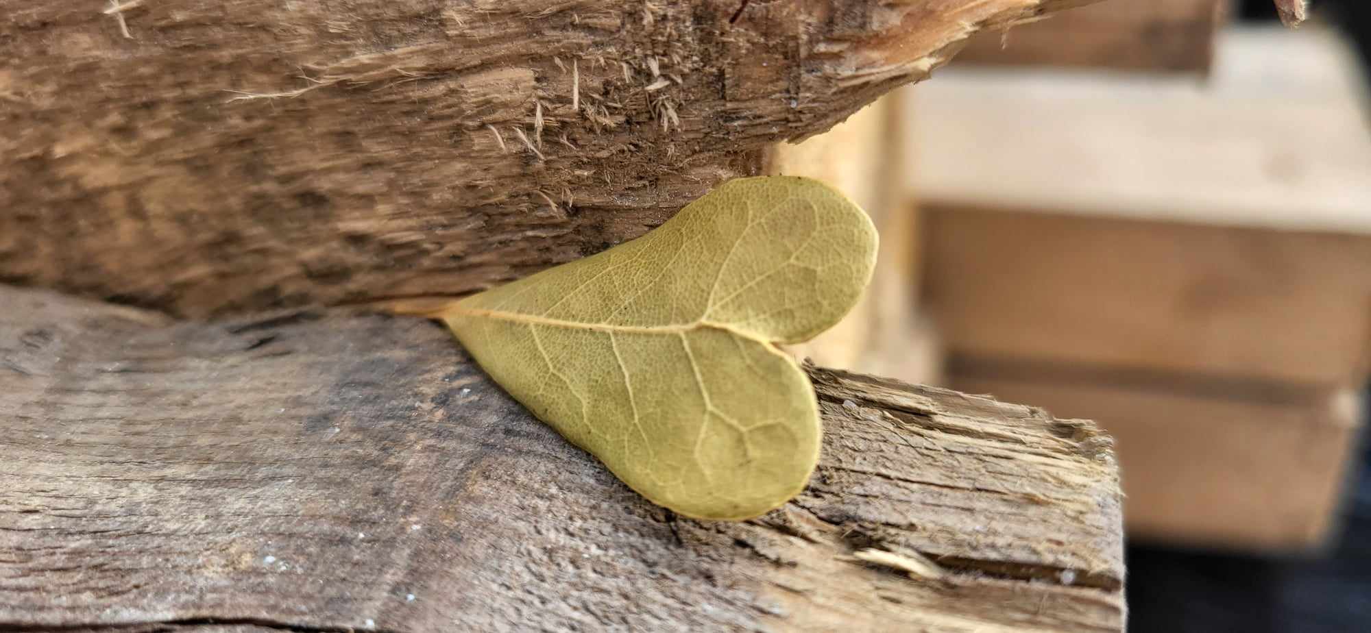 Na te dni świąteczne oraz poza nimi życzę Wam przestrzeni w Sobie, w Sercach – w Duszach ☯️ Winszuję Wam Mocy, która jest już z Wami, przesyłam życzenia zdrowia na cały rok w imieniu całej Akademii ŻYCIA ZEN.