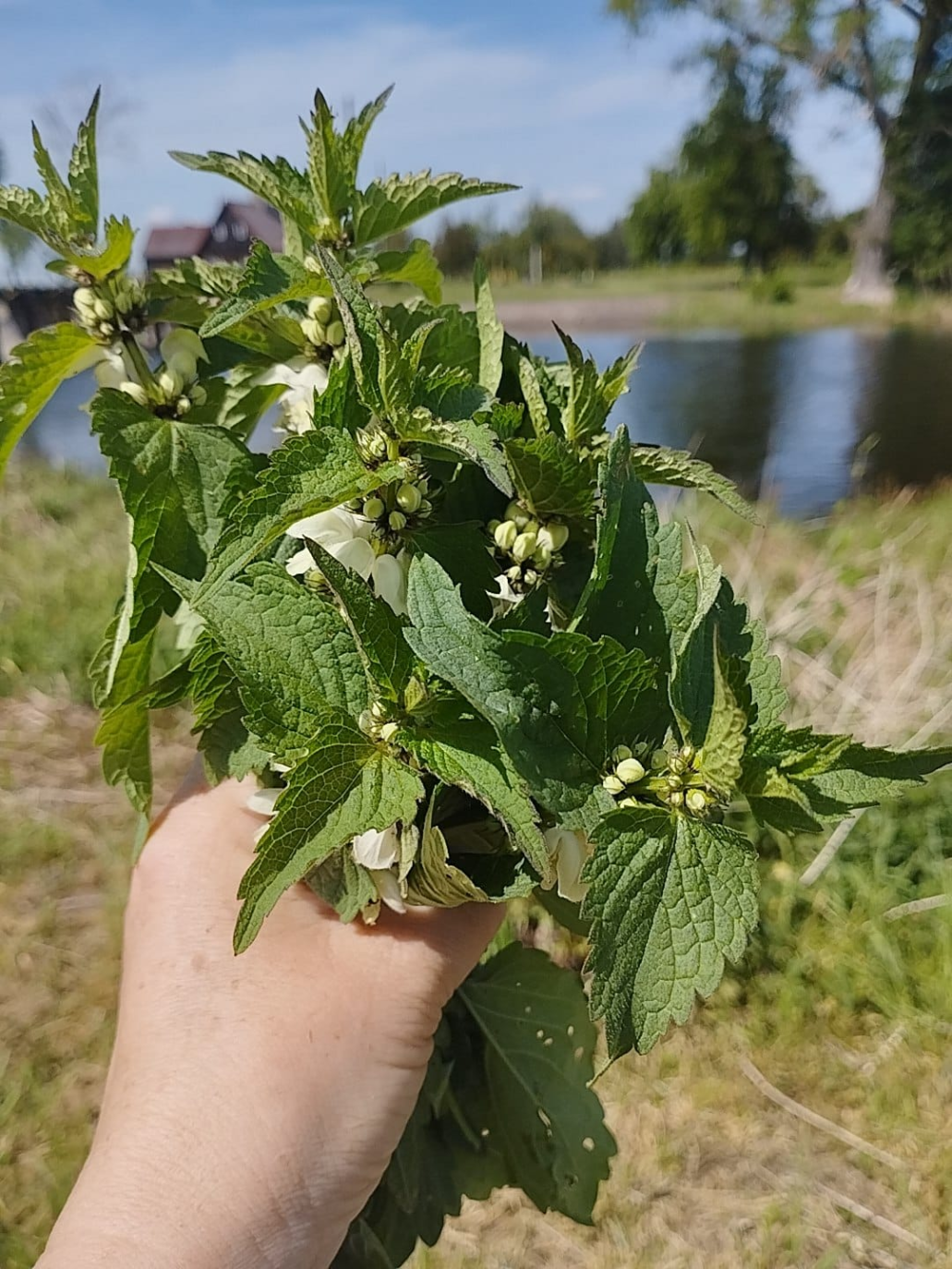 Jasnota biała (Lamium album L.)          przyjaciółka kobiet