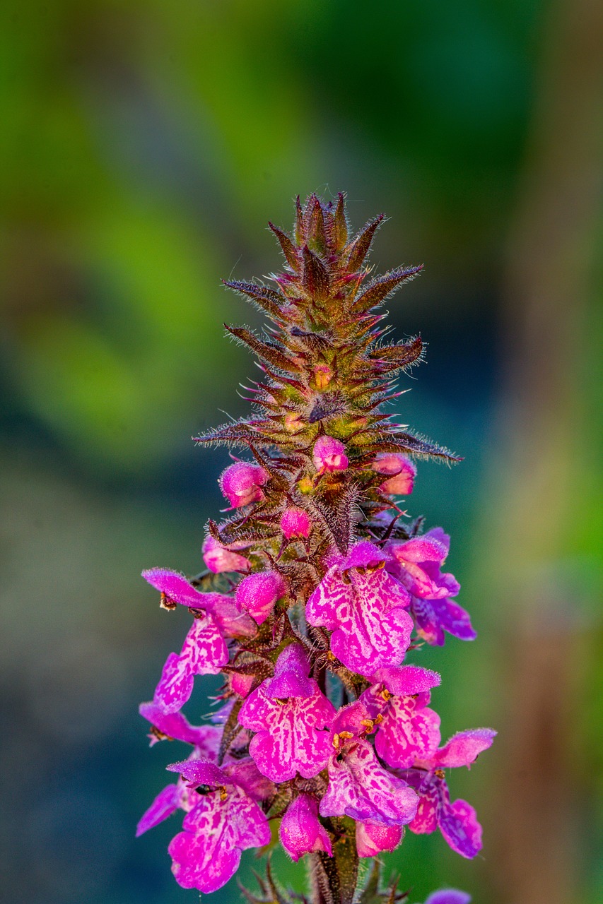 Oczyść swoje ciało i przestrzeń  z rodzimym zielem